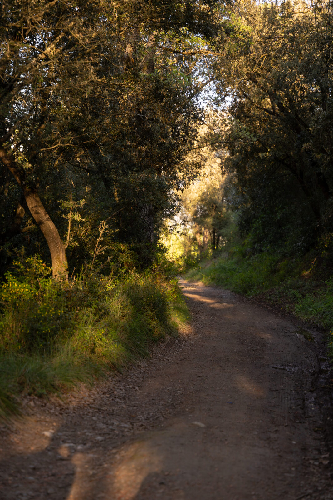 Sender de bosc amb llum filtrada entre alzines i roures