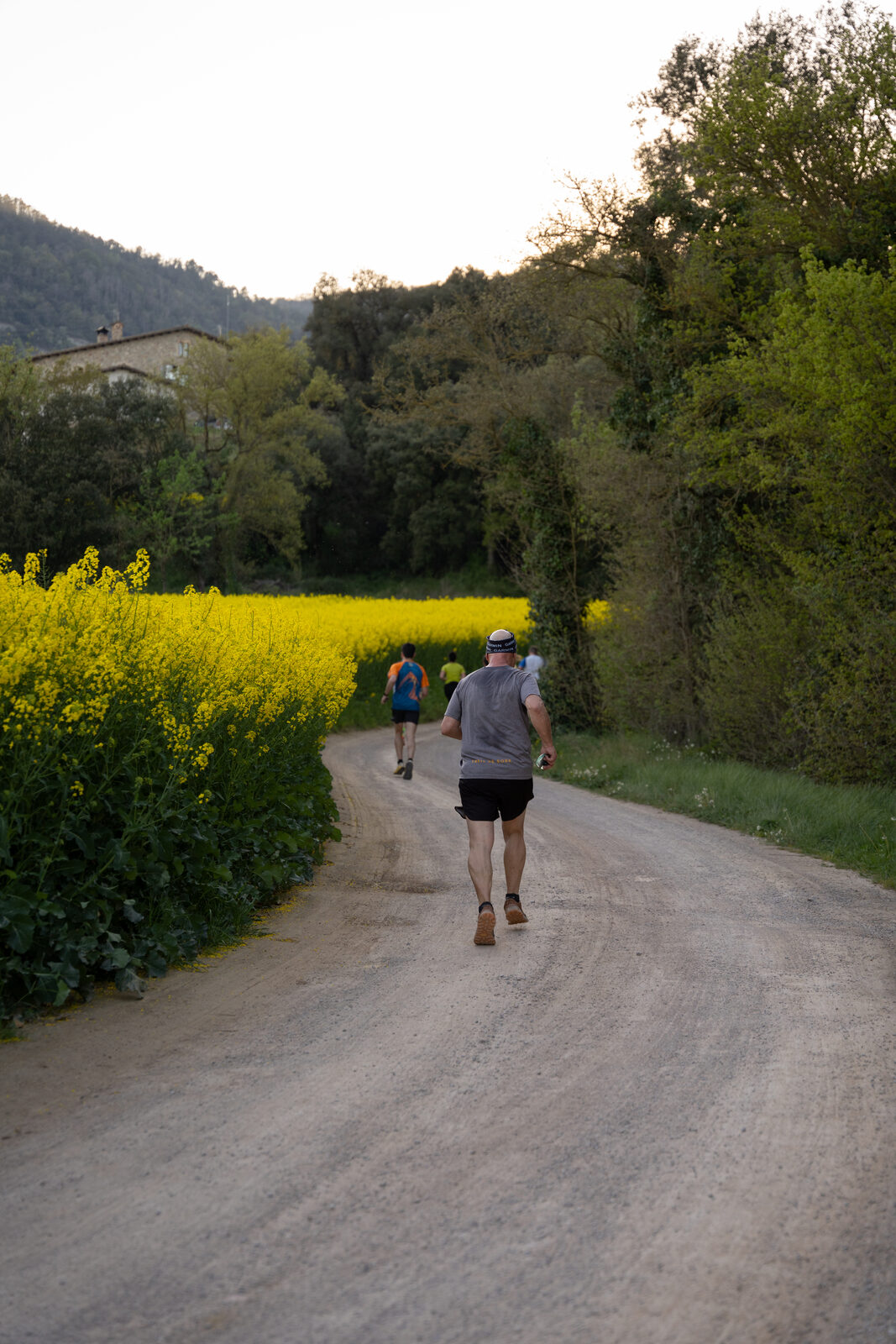 Corredor solitari pel camí entre colza i bosc